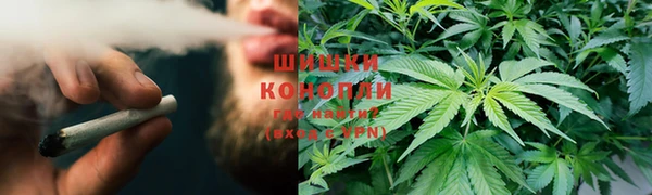стаф Алзамай